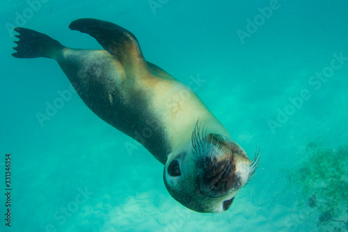 Australian Sea Lion  photo