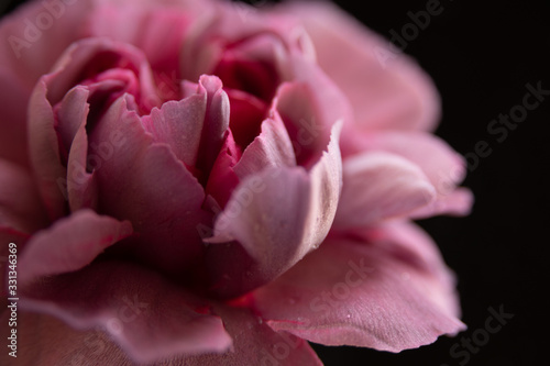 pink carnation