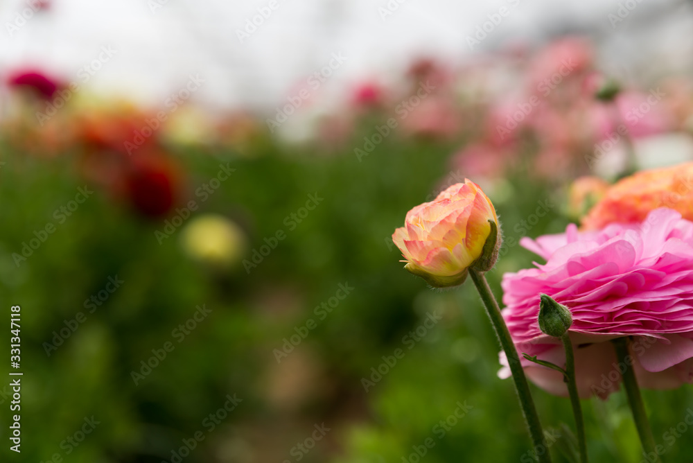 Obraz premium The strawberry and the flower - self picking