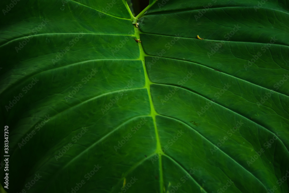 closeup green tropical leaves photo nature background closeup green tropical leaves photo nature background