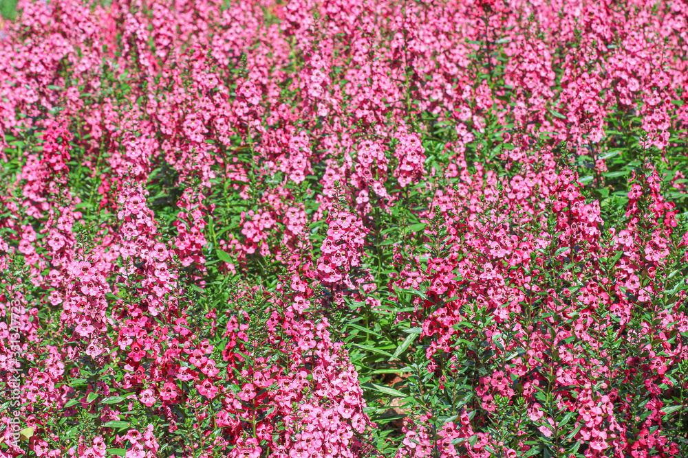 Antirrhinum majus flowers or snap dragon field blooming in garden green leaf stem outdoor background Antirrhinum majus flowers or snap dragon field blooming in garden green leaf stem outdoor background