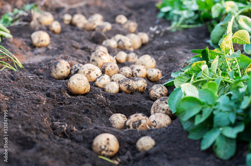 Potatoes in field.