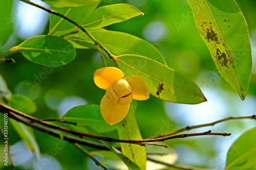White cheesewood, Devil tree, Lamdman (Melodorum fruticosum Lour.) with green leaves as background.