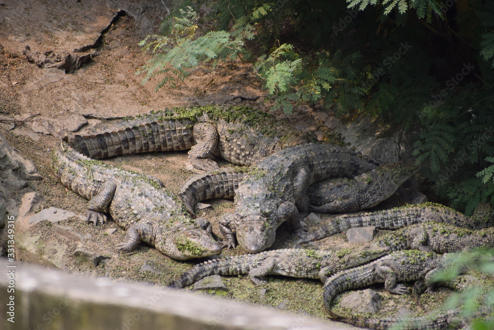 crocodile with mouth open crocodile with mouth open