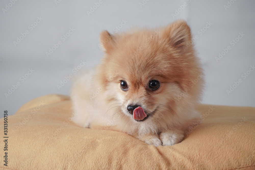 small dog breed or pomeranian with light brown hair lying down on brown pillow with white background and licking it's nose