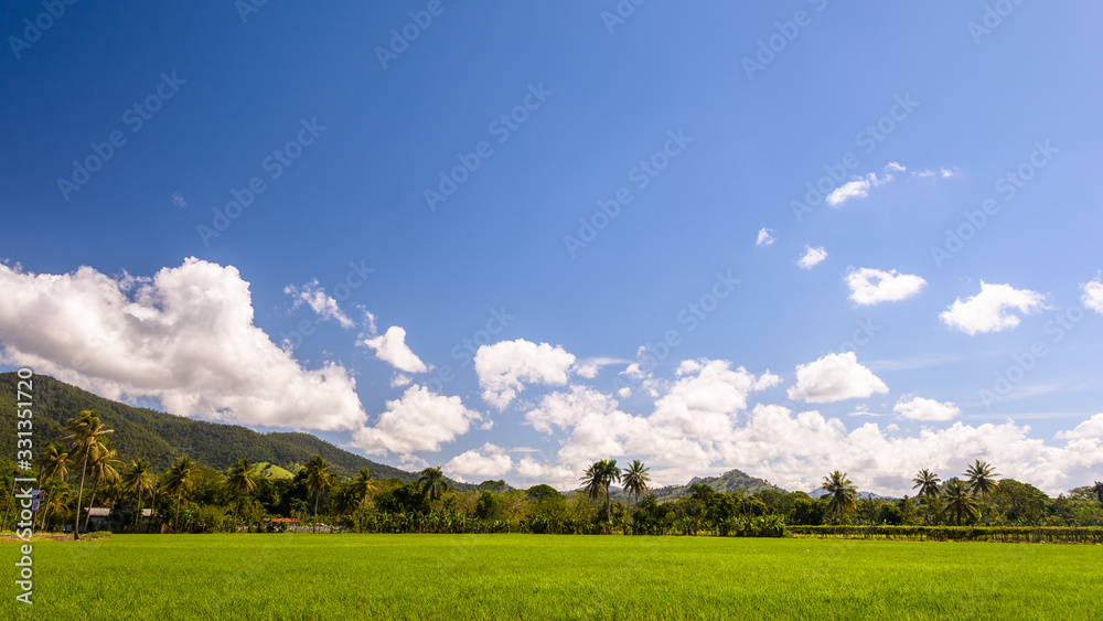 rural landscape with rice field