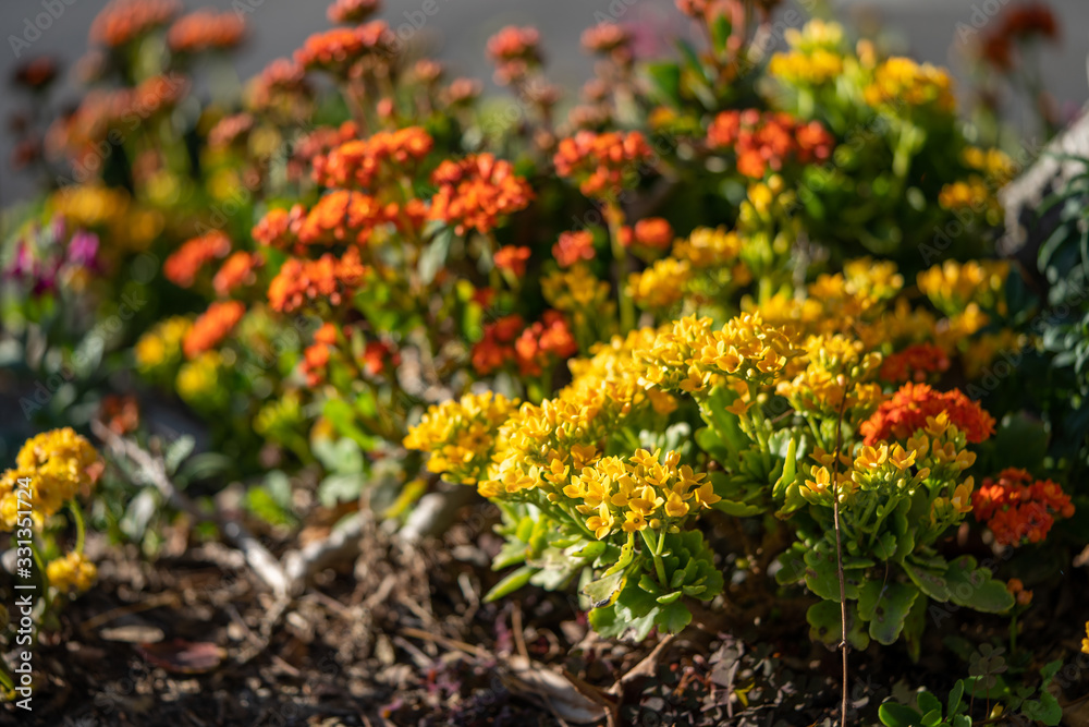 orange and yellow flowers in the garden