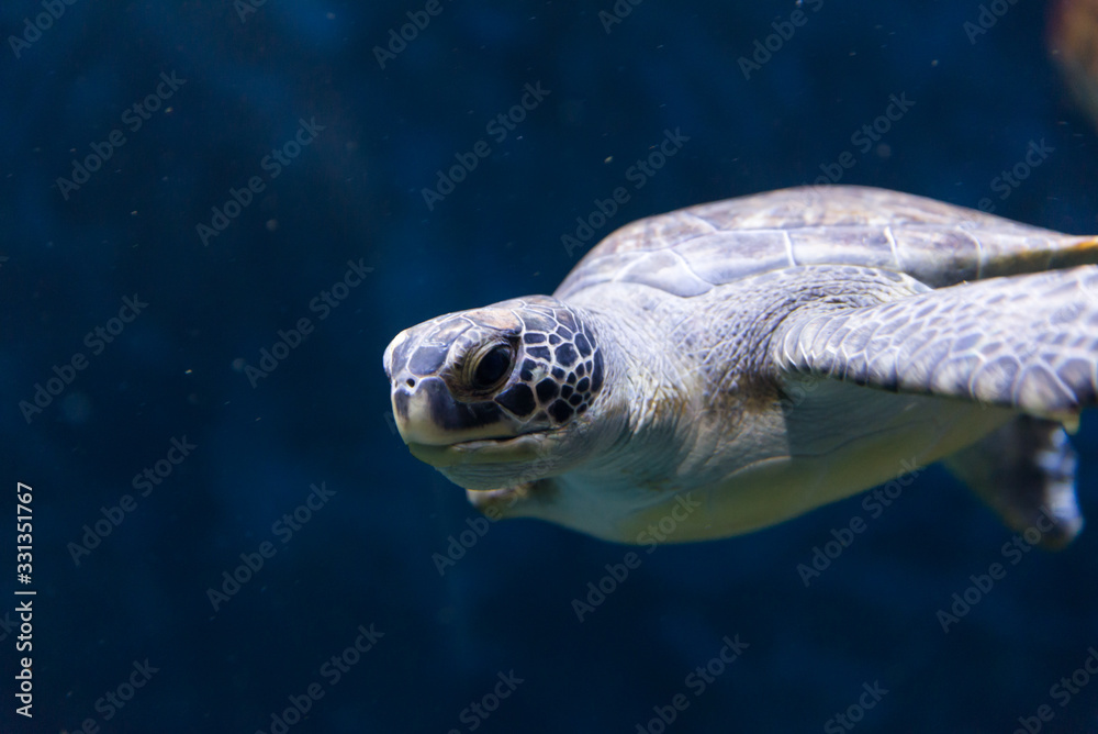 Fototapeta premium Israel Aquarium in Jerusalem