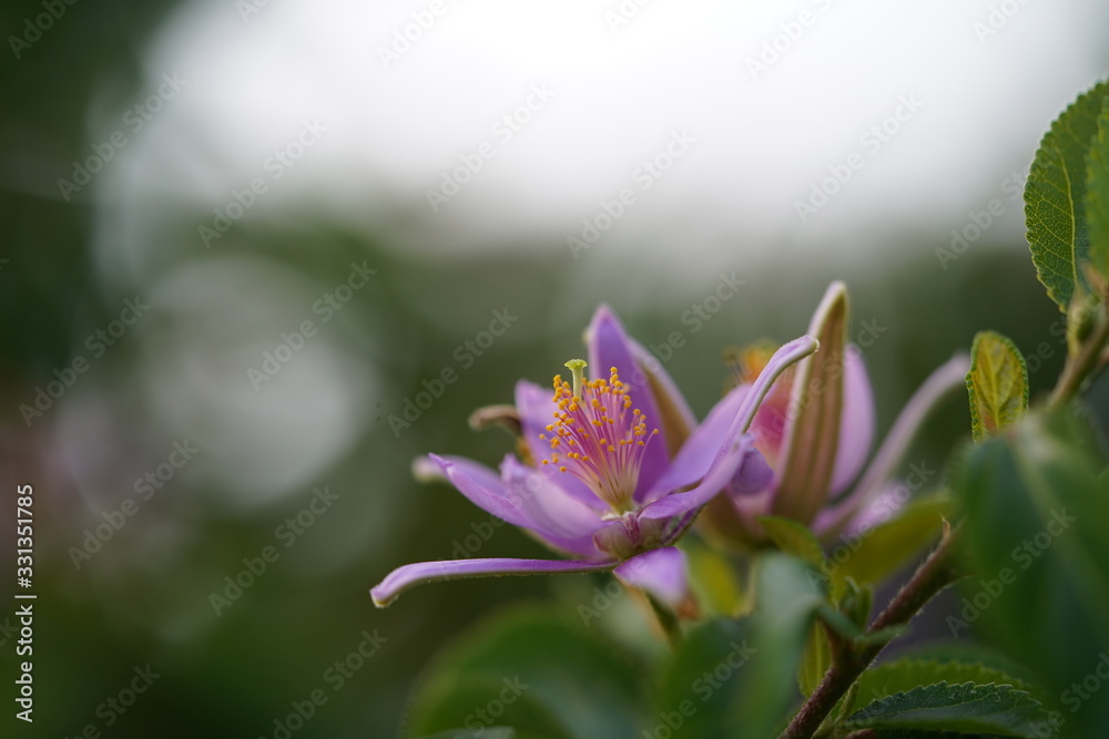 closeup of pink flower