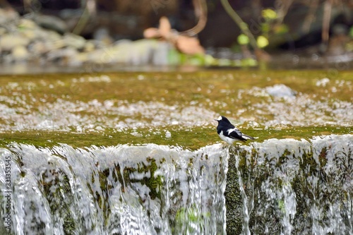 Little Forktail bird (Enicurus scouleri Hartert.) in Taiwan stream. photo
