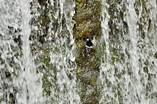 Little Forktail bird (Enicurus scouleri Hartert.) in Taiwan stream. photo