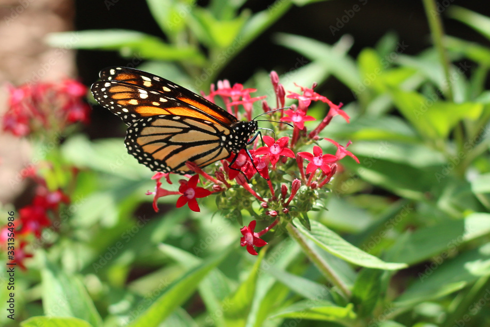 Monarch Butterfly Monarch Butterfly