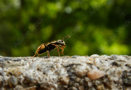 Ant on a wall