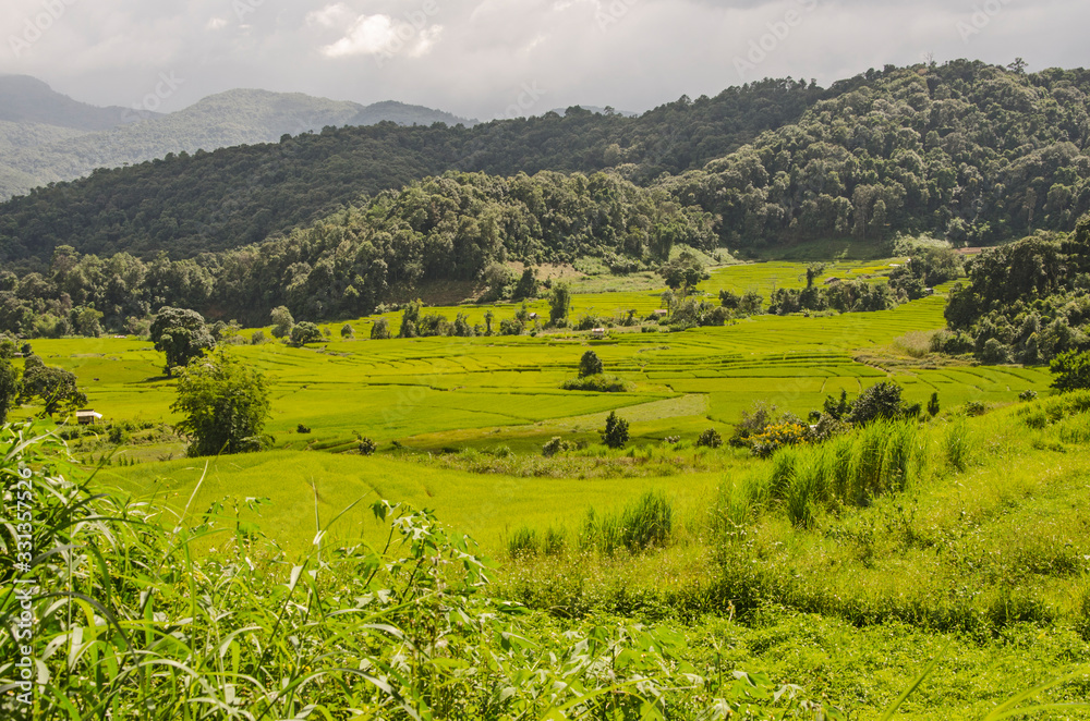 Green rice field in near the mountain in Thailand