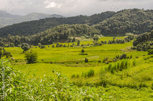 Green rice field in near the mountain in Thailand
