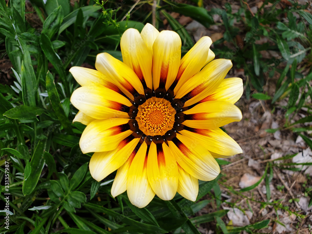A top view of yellow flower Gazania rigens. A top view of yellow flower Gazania rigens.