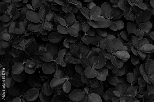 black colour leaves for background. Wallpaper. Pattern. creative design. wall art