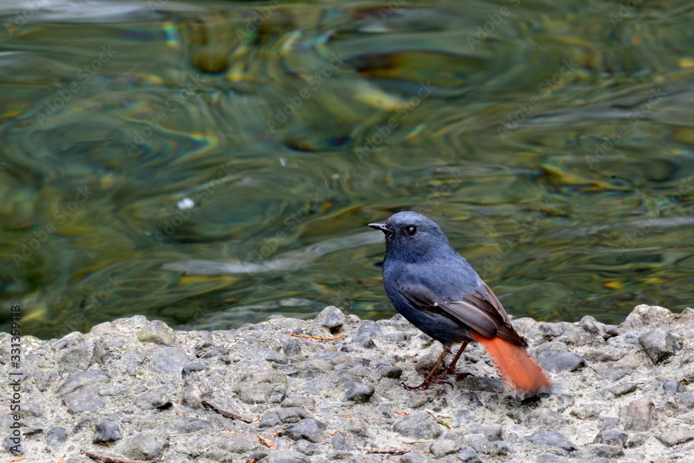 Lead metal color brook bird (Phoenicurus fuliginosus) in Taiwan stream.