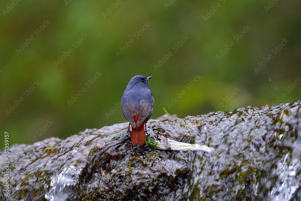 Lead metal color brook bird (Phoenicurus fuliginosus) in Taiwan stream. Lead metal color brook bird (Phoenicurus fuliginosus) in Taiwan stream.