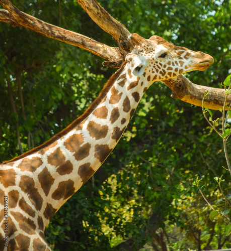 Canvas Print close up of a giraffe