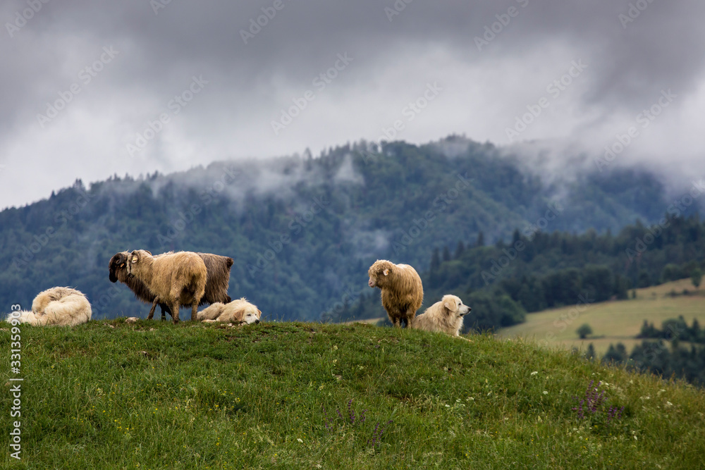 Pieniny - Carpathians Mountains