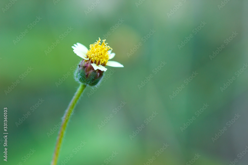 Flower of grass in green natural background at tropical forest. Vintage natural background. Closeup and copy space. Flower of grass in green natural background at tropical forest. Vintage natural background. Closeup and copy space.