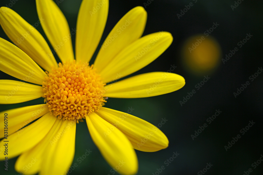 A yellow chrysanthemum blooming in the garden is very charming A yellow chrysanthemum blooming in the garden is very charming