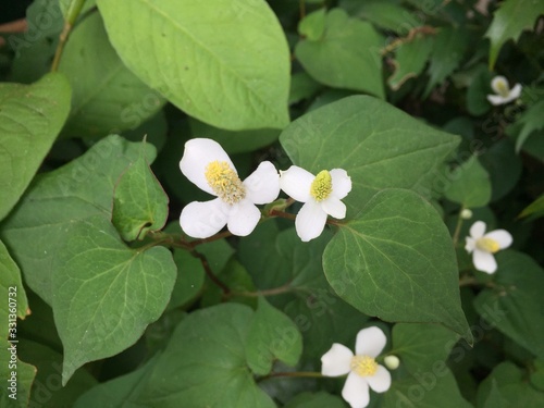 Small White Flower