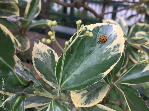 Ladybug on Leaf
