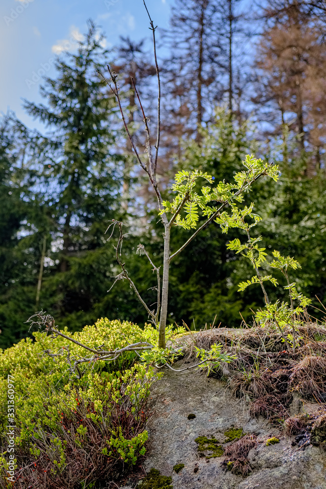 Junger Baum wächst aus einer Felsspalte am Victor-von-Scheffel-Weg im Harz Junger Baum wächst aus einer Felsspalte am Victor-von-Scheffel-Weg im Harz
