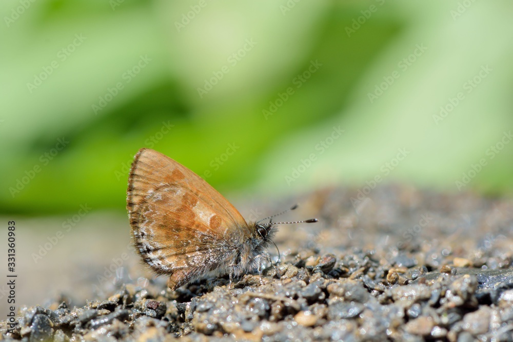 Butterfly from the Taiwan (Orthomiella rantaizana) Una rantaizana butterfly in water Butterfly from the Taiwan (Orthomiella rantaizana) Una rantaizana butterfly in water