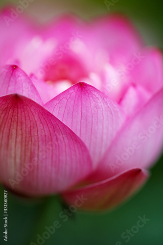 Close up of pink beautiful lotus petals