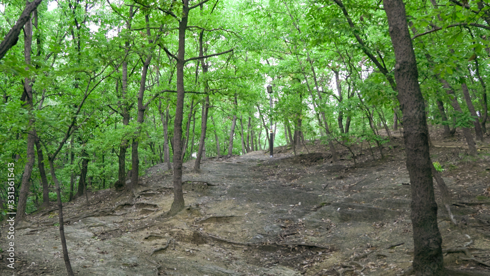 Korean Mountain Forest Korean Mountain Forest