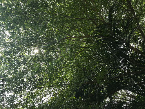 sunlight shines through black afara tree and palm tree in summer day time