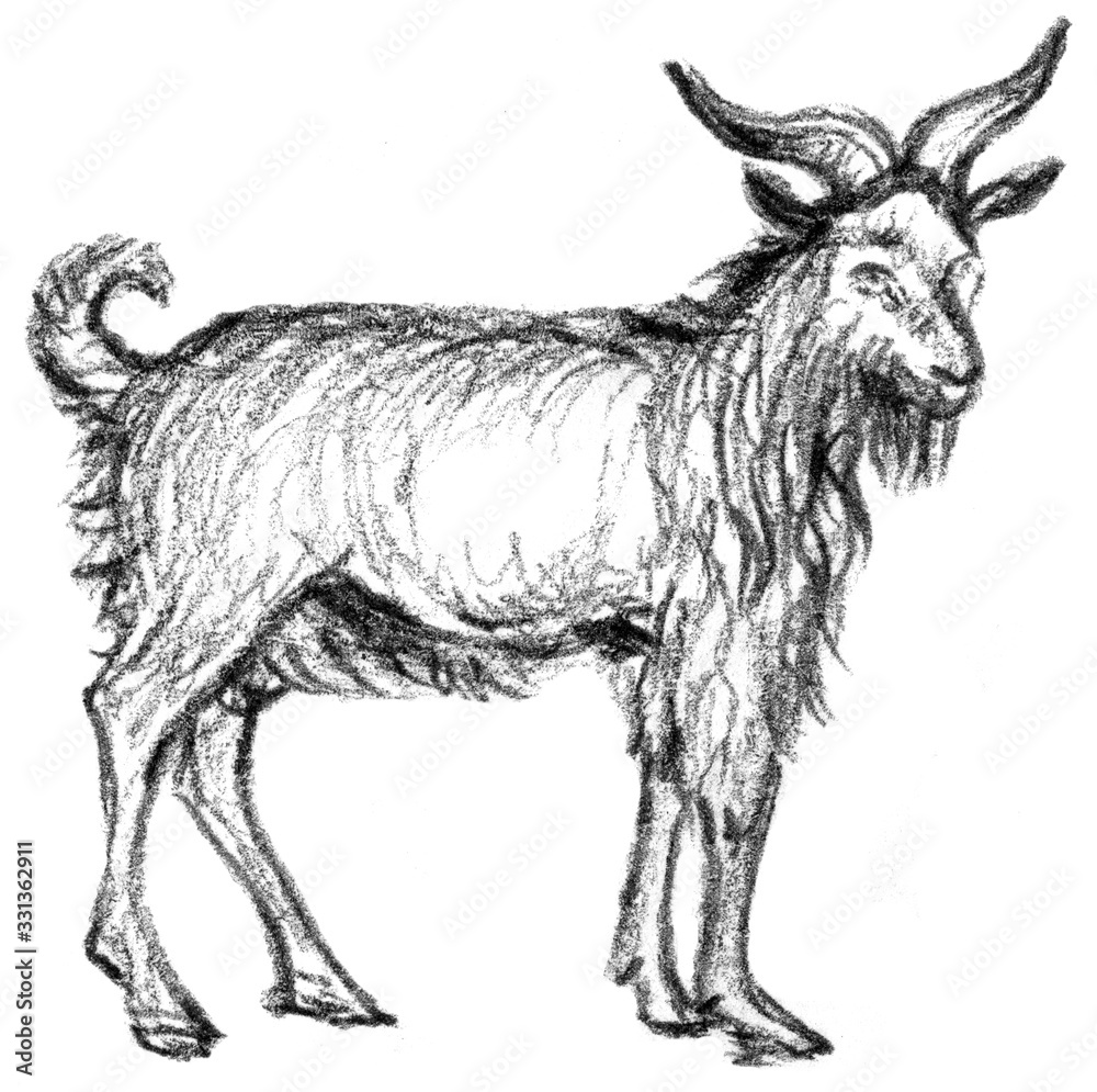 Illustration of Goat