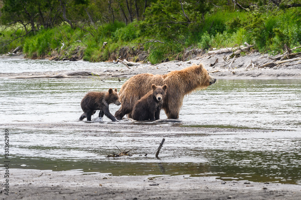 Ruling the landscape, brown bears of Kamchatka (Ursus arctos beringianus)