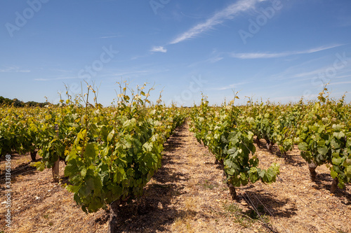 Vineyard in the Loire Valley