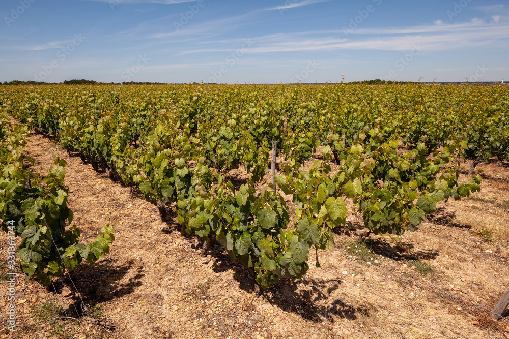Vineyard in the Loire Valley