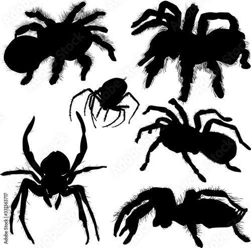 six spiders isolated on white background