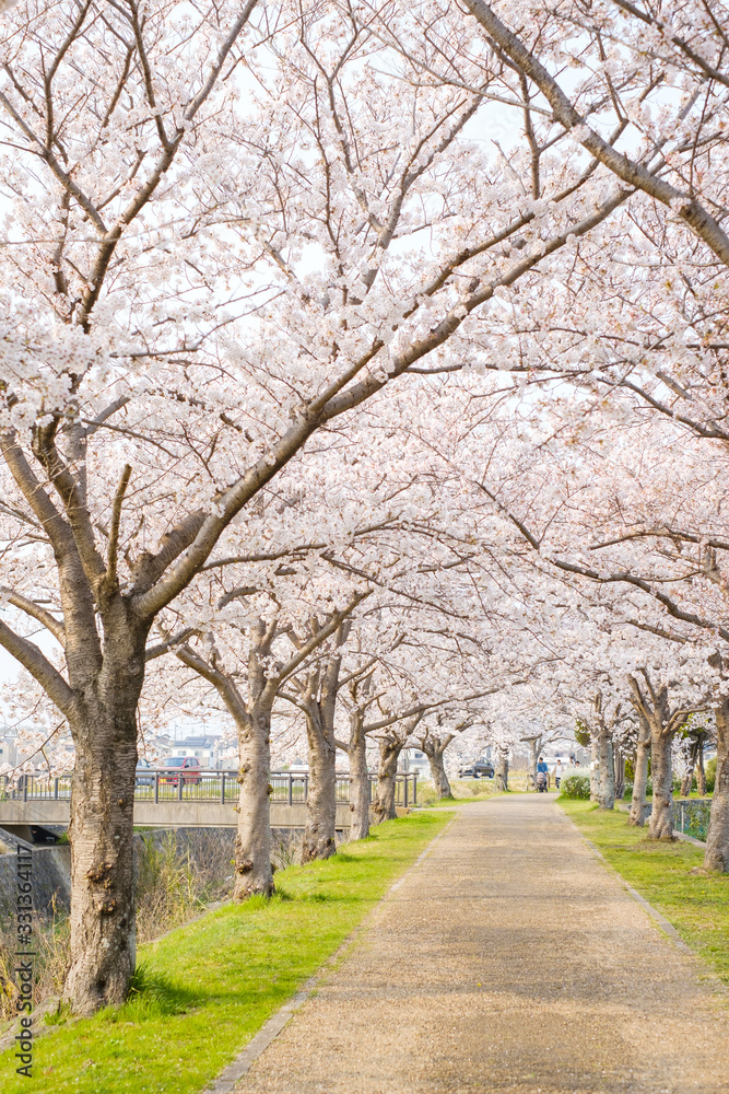 桜並木　田舎　農村　春爛漫　木津川市