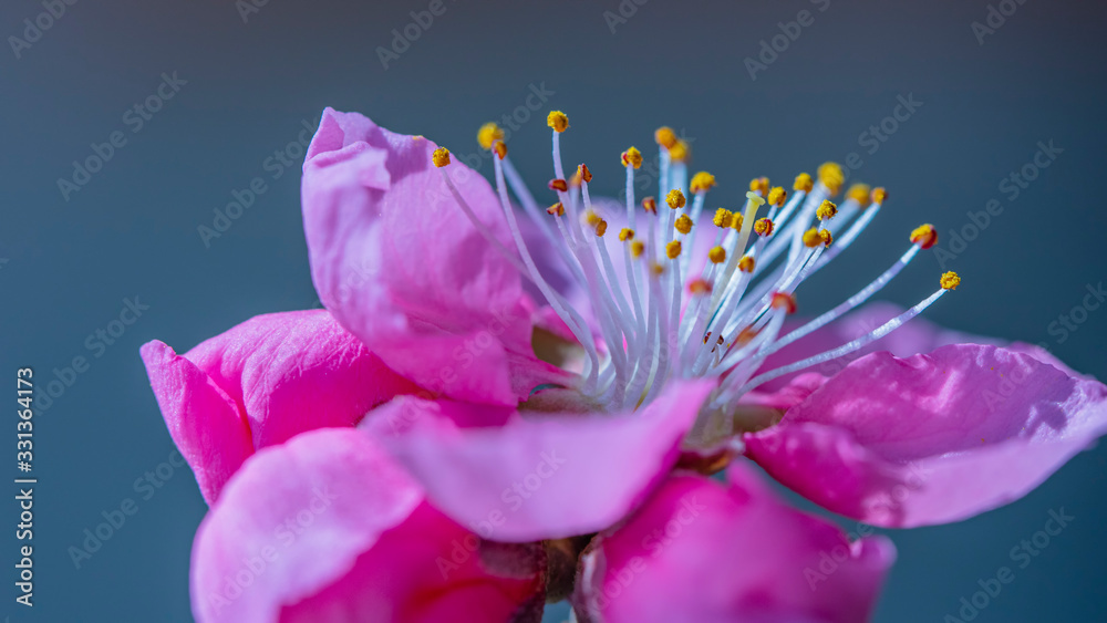 peaches tree blooming, pink beautiful flowers.close up peaches tree blooming, pink beautiful flowers.close up