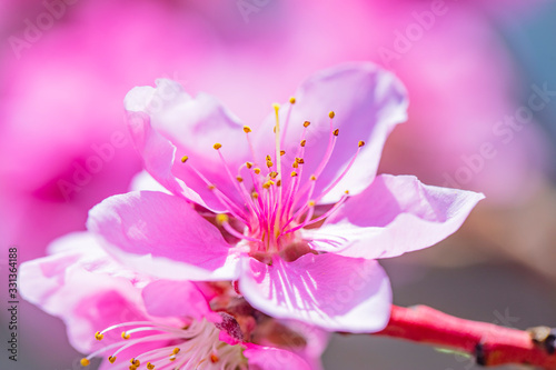 pink flowers on blooming tree 