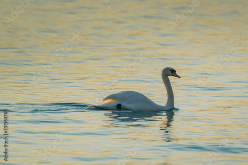 Swan on a lake in a beautiful evening setting