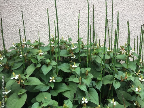 Unusual Japanese Shoots