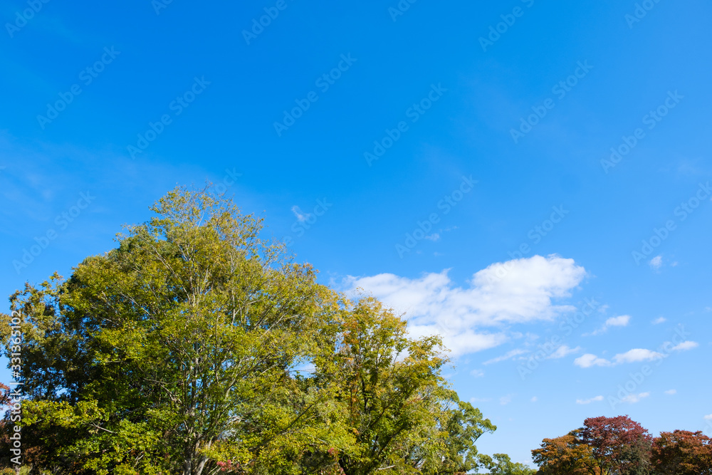 Fototapeta premium 秋晴れの空と木々 背景素材 コピースペース