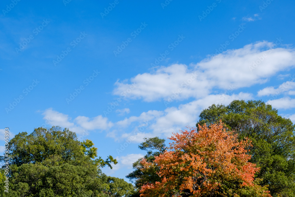 秋晴れの空と木々　背景素材　コピースペース