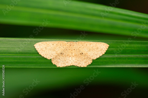 Looper Moth also known as Trichoplusia ni. photo