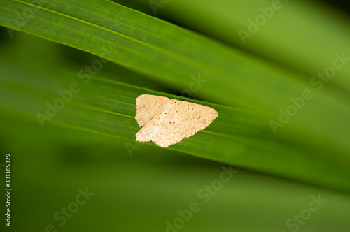 Looper Moth also known as Trichoplusia ni. photo