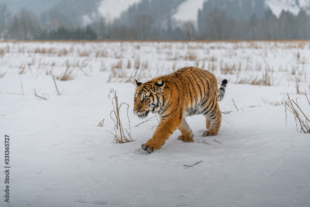 Obraz premium Siberian Tiger running in snow. Beautiful, dynamic and powerful photo of this majestic animal. Set in environment typical for this amazing animal. Birches and meadows