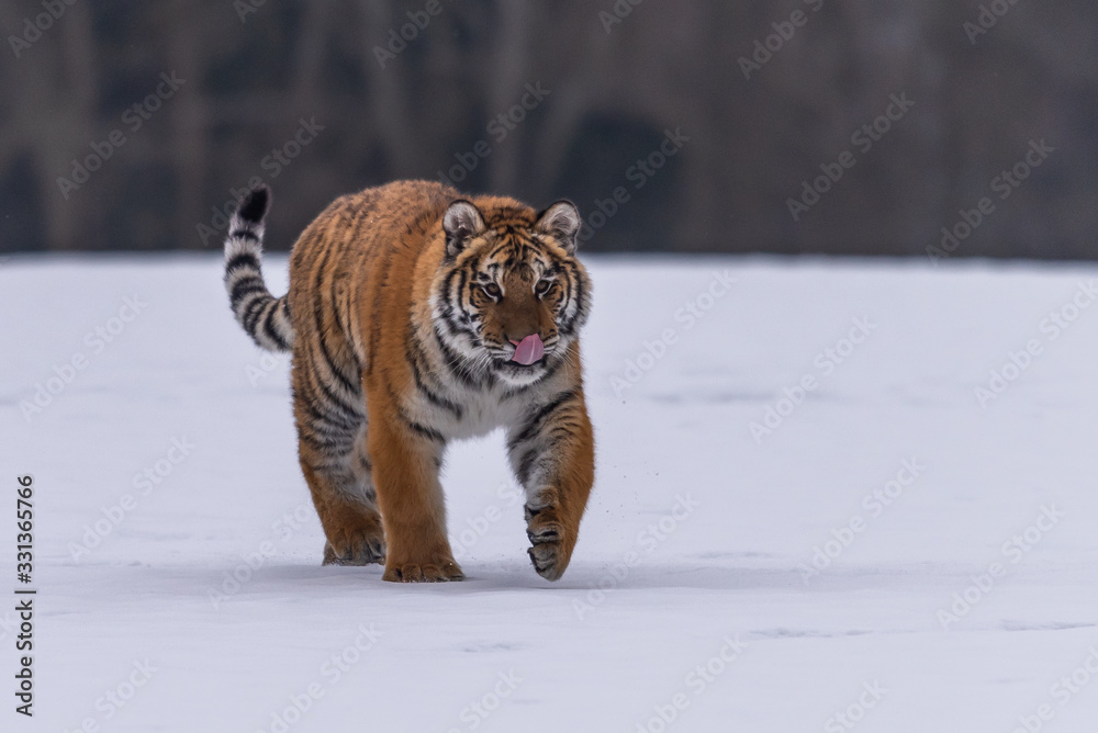 Obraz premium Siberian Tiger running in snow. Beautiful, dynamic and powerful photo of this majestic animal. Set in environment typical for this amazing animal. Birches and meadows